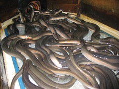 Lough Neagh’s troubled waters