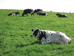 Dairy cows grazing at AFBI Hillsborough, until they were housed full time in late October.
