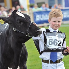 NO FEE  Press Eye - Belfast - Northern Ireland 15th May Third  day of the Balmoral Show in partnership with Ulster Bank at Balmoral Park. 

Tom McKnight in  the Junior Novice showmanship U13 handling.

Picture by  Press Eye.