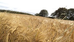 barley field5