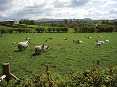 south-down-sheep