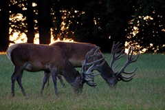 Wildlife and Natural Environment Bill